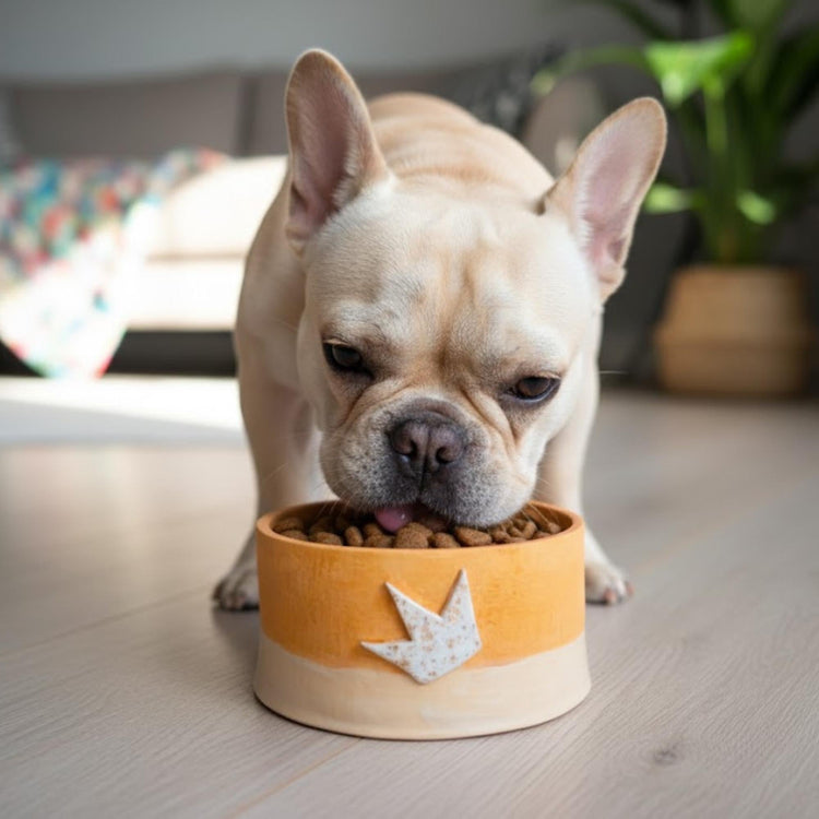 Handmade crown-detail ceramic pet bowl in orange and cream, styled with a French Bulldog.