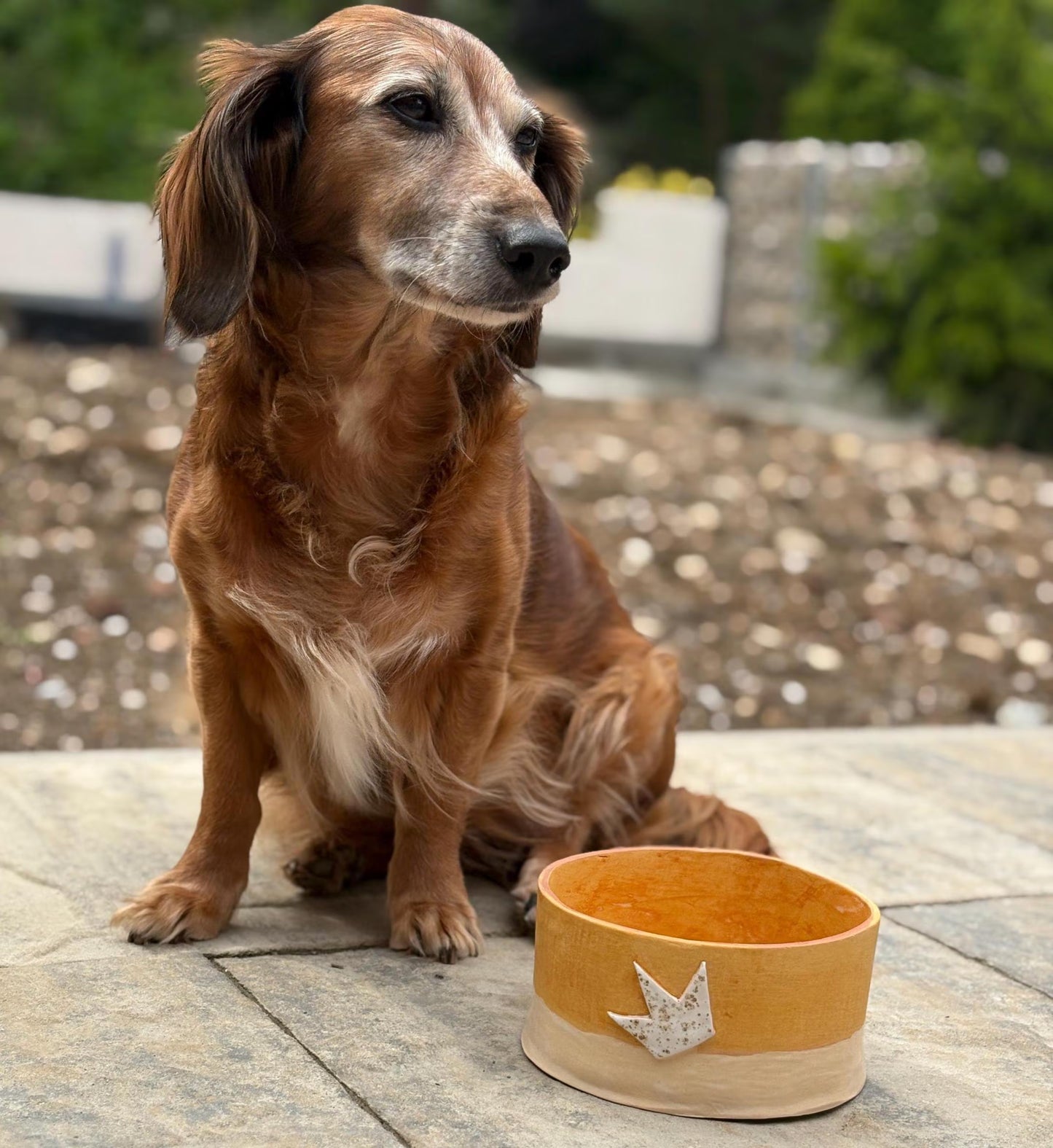 A brown dog sitting next to orange ceramic dog bowl with a small white crown detail.
